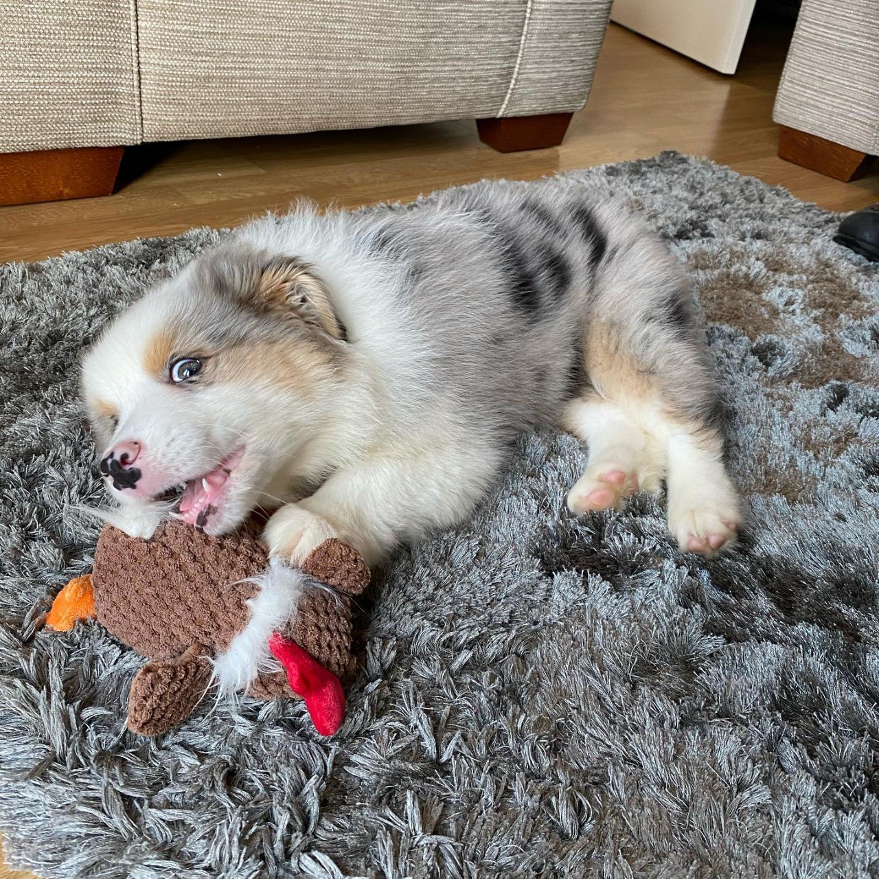 Morlich - Australian Shepherd Puppy